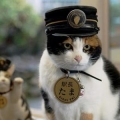 Di Jepang Ada Pemakaman Kucing Termewah