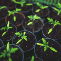 5 Tips Memilih Bibit yang Tepat untuk Kebun Sayur Anda