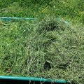 5 Hal yang Dapat Anda Lakukan dengan Potongan Rumput