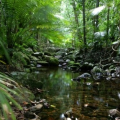 7 Lokasi Hutan Hujan Selain di Indonesia