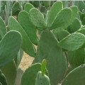 Nopale, Jenis Kaktus yang Disantap Penduduk Meksiko
