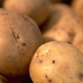 Kentang Apa yang Cocok Untuk Mashed Potatoes
