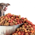Bikin Makanan Anjing Sendiri? Simak Kiat-kiatnya