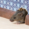 Cara Menemukan Masalah Tikus Sebelum Anda Masuk