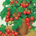 Trik Menanam Tomat Cherry di Dalam Pot
