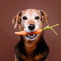 Studi, Anjing dengan Pola Makan Vegan Bisa Memiliki Kesehatan yang Lebih Baik