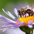 Inilah Alasan Anda Tidak Harus Membunuh Lebah di Halaman Anda