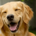 Tanda-Tanda Ini Menunjukkan Bahwa Anjing Anda Bahagia