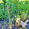 Tanam Asparagus di Halaman Rumah, Ini Manfaatnya