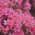 5 Bunga Terbaik untuk Penderita Alergi