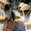 Para Peternak Lebah Temukan Cara Mengurangi Limbah Plastik