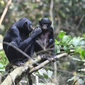 Peran Ibu Bonobo Bantu Anak-anaknya Temukan Cinta