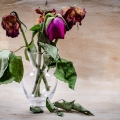 Trik Mudah Menghidupkan Bunga yang Hampir Layu atau Kering
