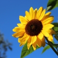 Bunga Matahari, Satu Tangkai Sejuta Khasiat Bagi Manusia