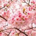 Jadwal Menikmati Bunga Sakura di Korea Selatan