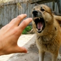 Hal yang Perlu Anda Lakukan Jika Anjing Menggigit Anda