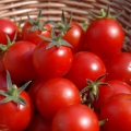 10 Fakta Unik Tentang Tomat yang Perlu Anda Tahu
