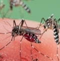 Penjelasan Medis Mengenai Nyamuk yang Suka Manusia Berdarah Manis