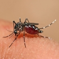 6 Tipe Orang Potensi Incaran Nyamuk