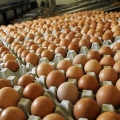 Wah, di AS Harga Telur Lebih Mahal dari Daging Ayam