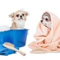 Tips Praktis Menjaga Hewan Tetap Bersih dan Sehat