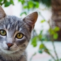 Kucing Memiliki Kesadaran Diri Dan Ingatan Yang Luar Biasa