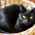 Berbagai Alasan Konyol Kucing Hitam Tidak Diadopsi