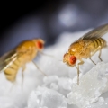 5 Cara Genius untuk Membunuh Lalat Buah