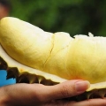 Ini Lho Tips Makan Durian Agar Tidak Bau