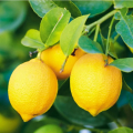 5 Manfaat Lemon untuk Kesehatan: Kekebalan Tubuh, Kesehatan Kulit, dan Banyak Lagi