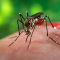 Cara Membasmi Nyamuk di Halaman Belakang Anda