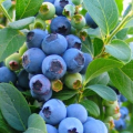 Anda Dapat Menumbuhkan Semak Blueberry Anda Sendiri Dari Satu Berry