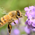 Cara Menarik Lebah di Kebun Anda