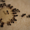 Cara Mengusir Semut dari Rumah Anda Menggunakan Pengobatan Alami