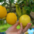 Cara Mengetahui Lemon Sudah Matang dengan 4 Cara Berbeda