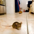 Mencegah Tikus Masuk ke Dalam Rumah