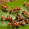 Cara Menyingkirkan Semut Pengganggu di Rumah dan Halaman