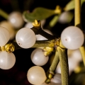 Mengungkap Mitos Tanaman Beracun Mistletoe