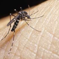 5 Mitos yang Harus Diketahui tentang Nyamuk Penyebab Demam Berdarah Dengue (DBD)