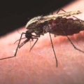 Fakta, Nyamuk Malaria Suka Bau Keringat dan Peminum Bir