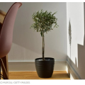Cara Menanam Pohon Zaitun Di Dalam Ruangan