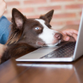 Pelatihan Anjing Virtual Jadi Solusi Menghibur Hewan Selama Karantina