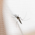 DIY: 3 Cara Mudah tapi Manjur untuk Perangkap Nyamuk di Rumah