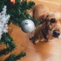 5 Pohon Natal yang Bisa Meracuni Kucing dan Anjing