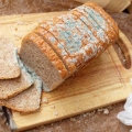 Mengapa Roti Berjamur Berbahaya?