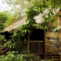 Tanaman Pot Bermasalah? Kembangkan Hutan Hujan Di Rumah Anda Sendiri