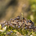 Cara Menyingkirkan Semut di Rumah dan Halaman Belakang Anda