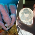 Spons Laut Bisa Menyelamatkan Kita Dari Superbug