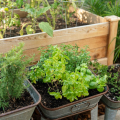 5 Cara Memulai Kebun Herbal Impian Anda