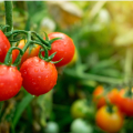 Tanaman Tomat Juga Butuh Sinar Matahari Agar Sukses Panen, Begini Aturannya